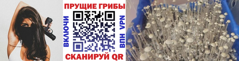 Псилоцибиновые грибы Psilocybe Каменск-Шахтинский